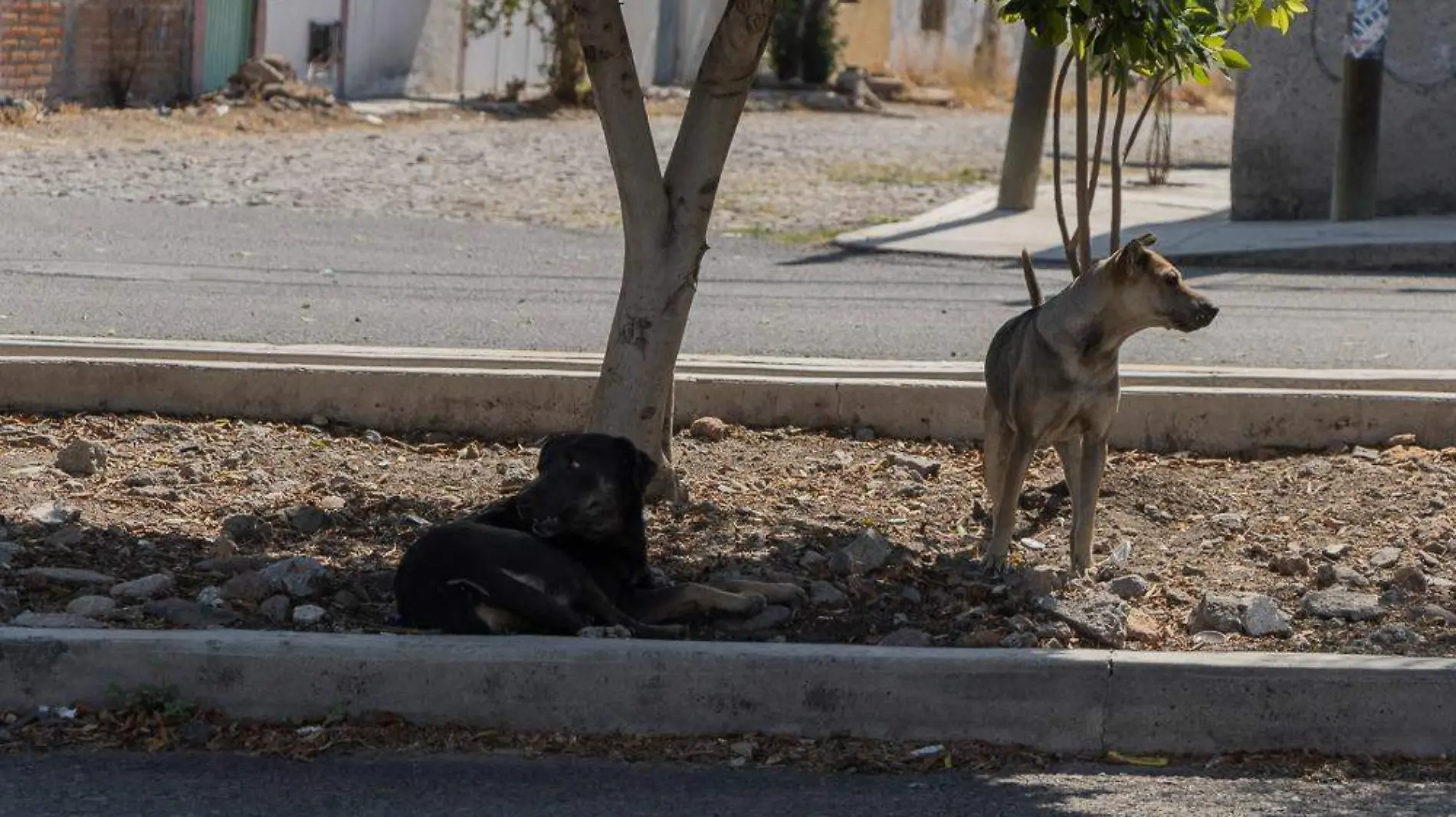 Aataque de perros